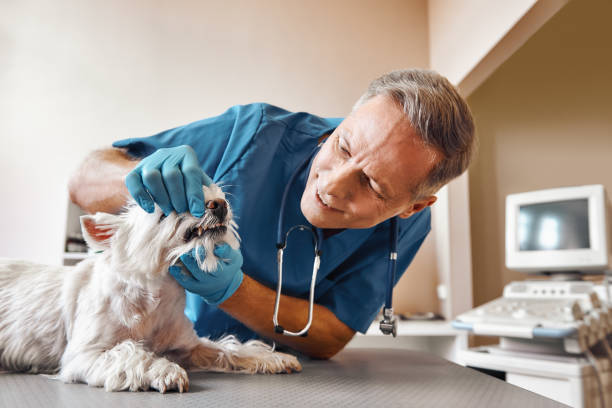 Best Pediatric Emergency Dentist in Clayco, MO